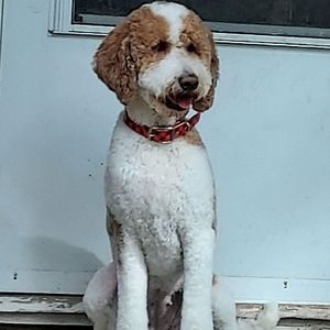 Meet your Posher, Lynne